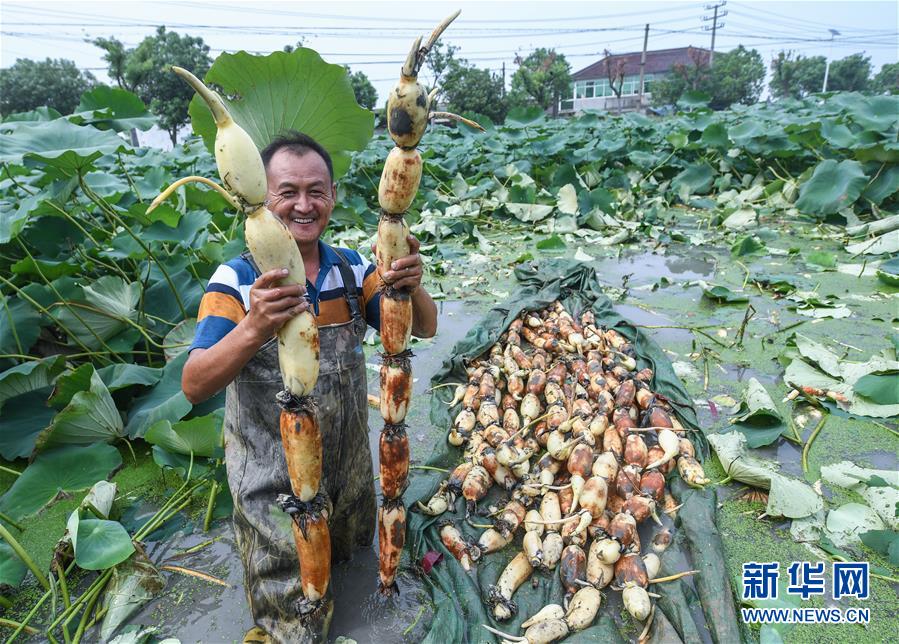 浙江湖州：荷塘开启莲藕丰收季