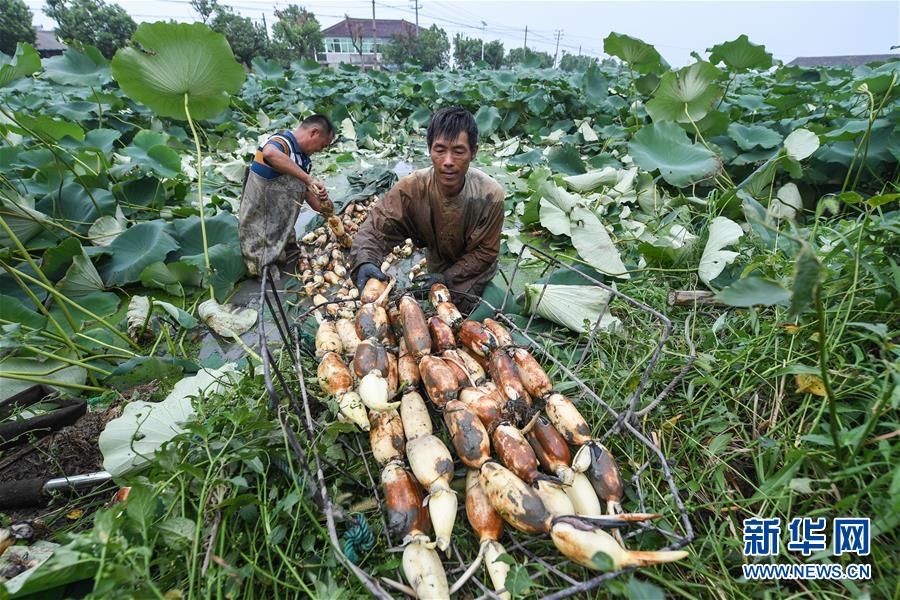 浙江湖州：荷塘开启莲藕丰收季