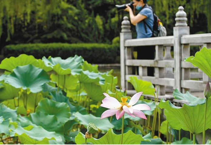 【中首 陜西  圖】心似蓮花開 清風自然來