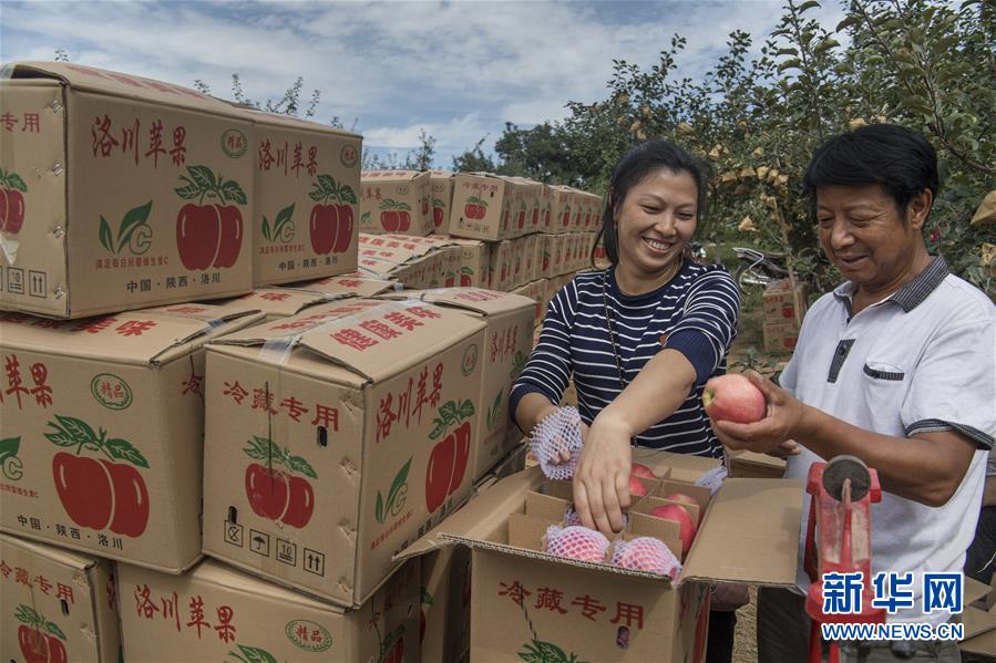 “洛川蘋果”迎來豐收季