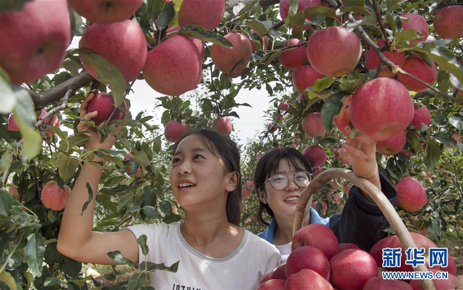 “洛川苹果”迎来丰收季