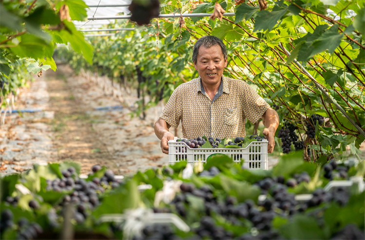 眉山彭山：葡萄成熟 村民直播销果忙_fororder_葡萄大丰收-摄影-翁光建