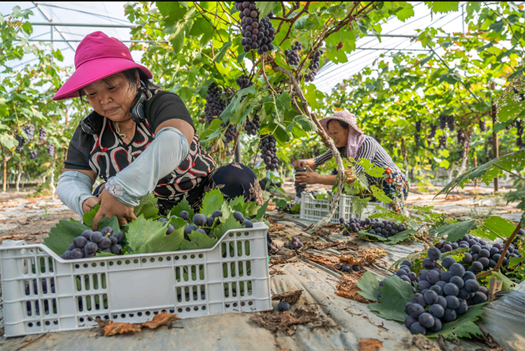 眉山彭山：葡萄成熟 村民直播销果忙_fororder_葡萄大丰收-摄影-翁光建（1）