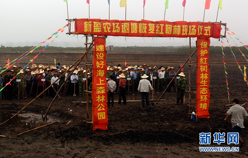 十年树木、红树成林——“海上森林”回归记