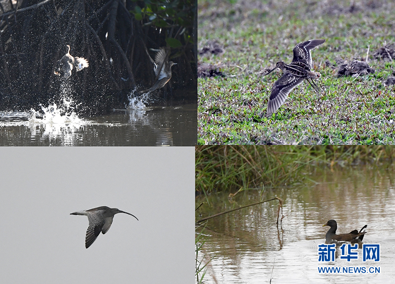 十年树木、红树成林——“海上森林”回归记