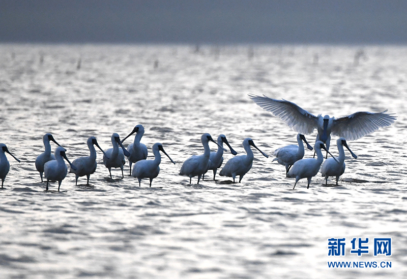 十年树木、红树成林——“海上森林”回归记