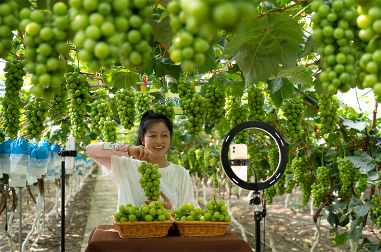 眉山彭山区葡萄成熟村民直播销果忙