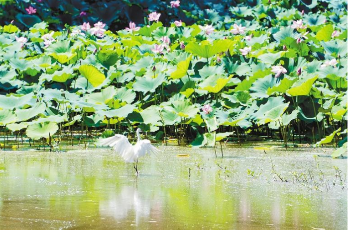 【中首 陕西 图】浐灞国家湿地公园风光秀美。_fororder_QQ图片20220729083951