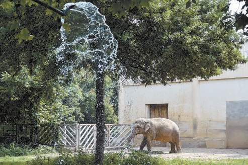 三伏天北京動物園開啟防暑降溫模式