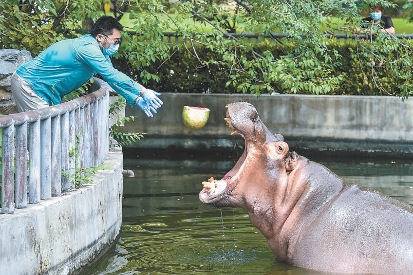 三伏天北京動物園開啟防暑降溫模式