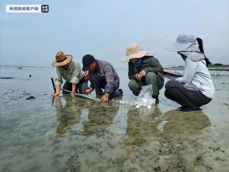 广西北海：科研人员基本掌握华南沿海海草生态系统碳汇情况