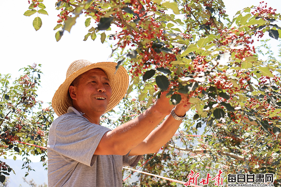 隴南西和縣大橋鎮1.3萬畝花椒進入採摘期_fororder_1