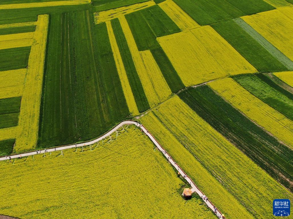 青海门源：高原油菜花开铺就“金色花海”