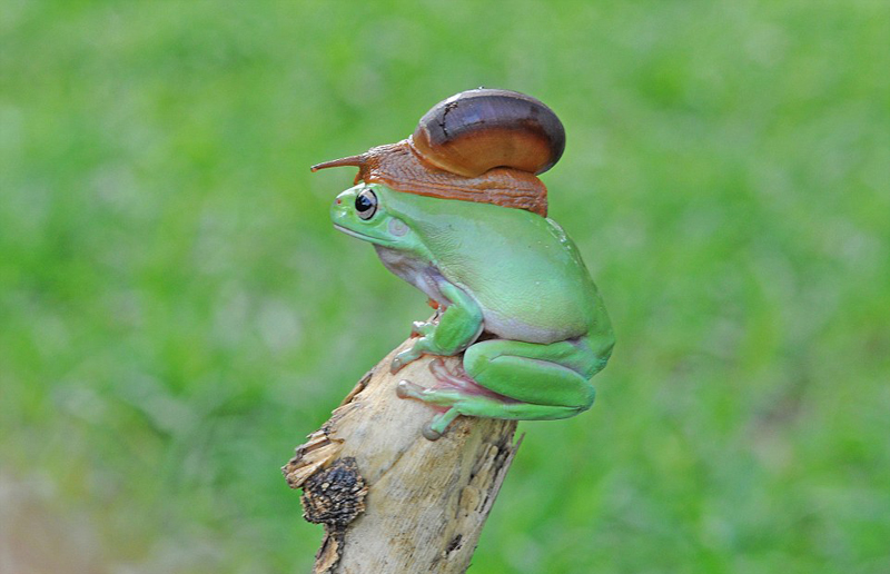 摄影师印尼拍摄“蛙牛合体”奇特画面