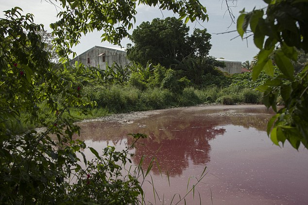 墨西哥泻湖变"血湖" 屠户杀猪吸引数百鳄鱼来袭(组图)