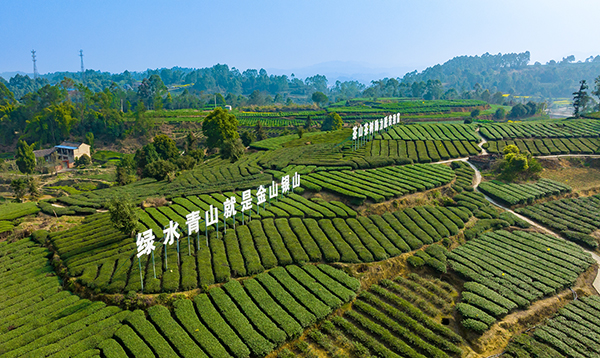 第十一届四川茶博会“金熊猫奖”茶叶评选榜单出炉 自贡荣县茶叶获“九金一银”_fororder_1荣县茶叶种植基地（摄影-廖志全）