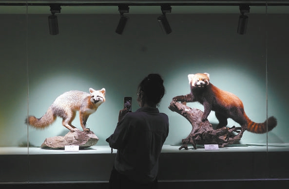 北京自然博物馆50件珍稀标本展“野性之美”