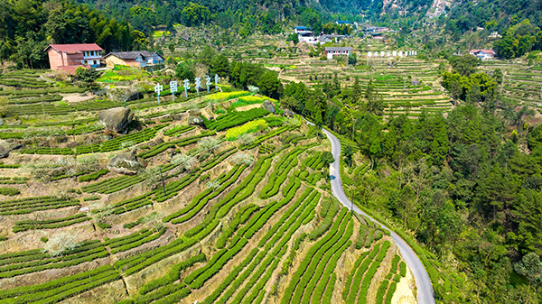 第十一届四川茶博会“金熊猫奖”茶叶评选榜单出炉 自贡荣县茶叶获“九金一银”_fororder_3荣县茶叶种植基地（摄影-廖志全）