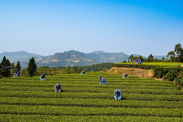 第十一届四川茶博会金熊猫奖茶叶评选榜单出炉自贡荣县茶叶获九金一银