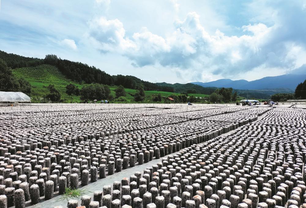 吉林蛟河：积极发展特色农产品种植 增强农村经济“造血”功能_fororder_44a23b88-b850-4db4-9d59-d5b7490d74a9