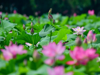 Lotus Enters Blooming Season in Luoyang