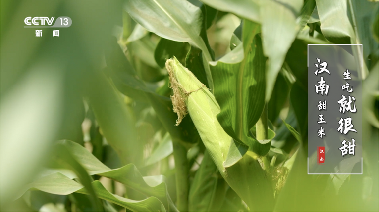 荣登央视 武汉市农产品知名度再提升  区域公共品牌创建驶入快车道