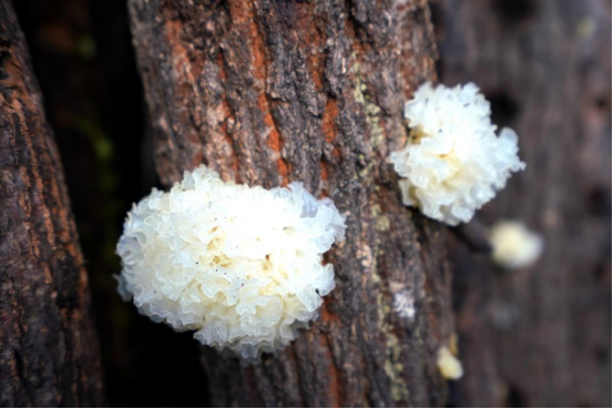 巴中通江：银耳丰收季 耳农笑开颜_fororder_未标题-2