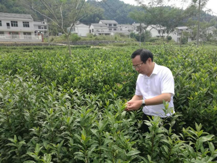 出海觀茶|湖南農業大學教授肖力爭：國運興、茶運興 培養多元人才全面提升中國茶的競爭力_fororder_（國際在線）出海觀茶-湖南農業大學蕭力爭採訪成稿269