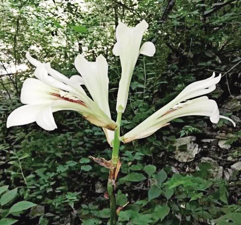 【中首 陕西】秦岭陕西段首次发现国家二级重点保护野生植物荞麦叶大百合_fororder_1bc8ecd8-2842-47e2-a782-d7536428a8ba