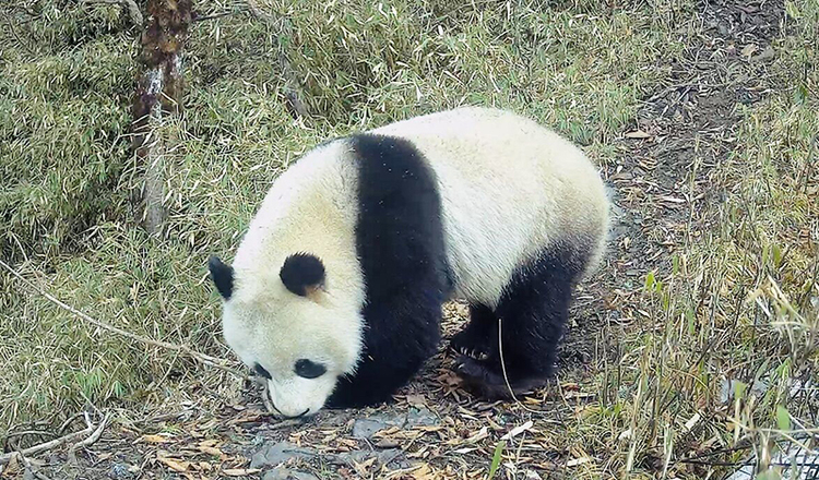 Precious Images of Snow Leopards, Giant Pandas and Other Wild Animals Captured in Dayi Area of Giant Panda National Park_fororder_图片7