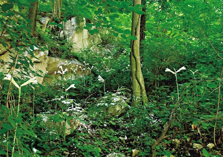 【中首 陕西】秦岭陕西段首次发现国家二级重点保护野生植物荞麦叶大百合_fororder_2847bf40-8de1-4695-8e67-04920bf5ee1f