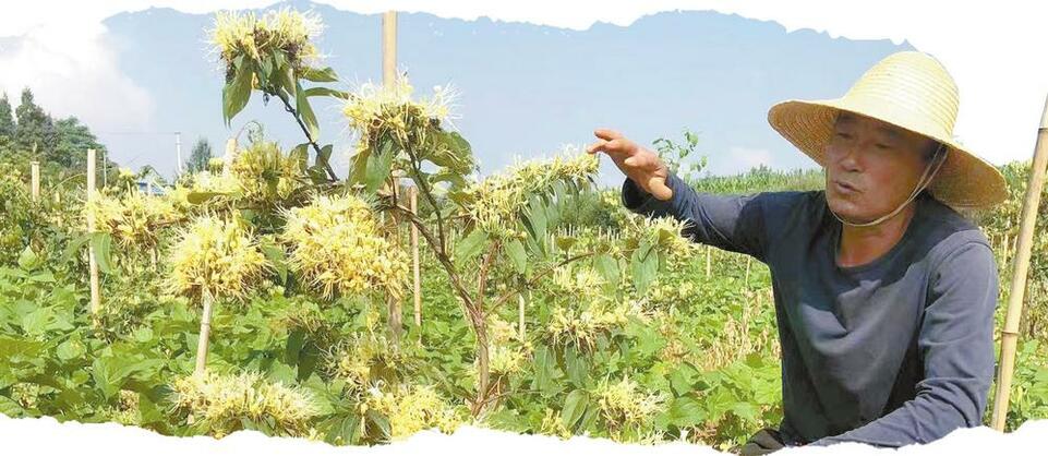 昆明寻甸县240亩金银花开采_fororder_403