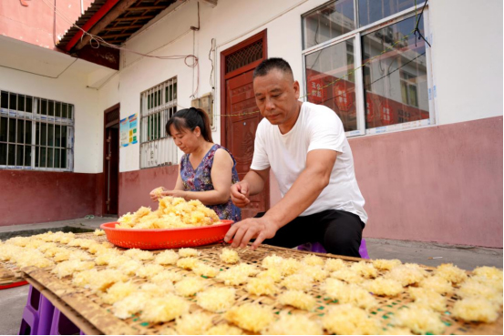 巴中通江：银耳丰收季 耳农笑开颜_fororder_未标题-1