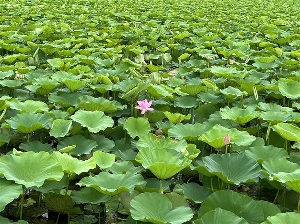 山水沈阳 辽河之滨_fororder_图片6