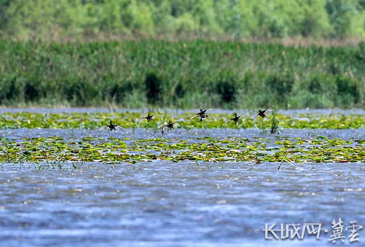 河北：加强白洋淀鸟类重要栖息地管理