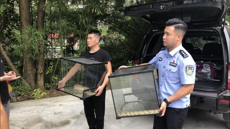 【B】重慶江北：市民買兩條蟒蛇當“萌寵”結果被處刑罰