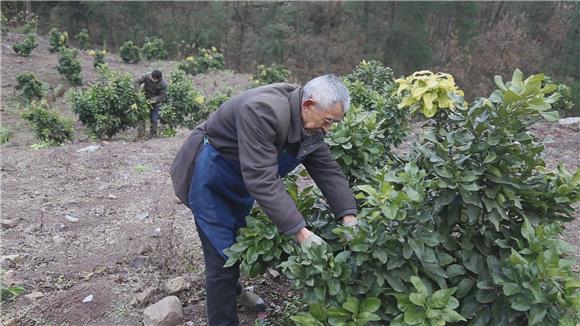 【區縣聯動】【武隆】武隆1200畝低山蜜柚冬季管護 助力果農增收【區縣聯動】武隆1200畝低山蜜柚進行冬季管護