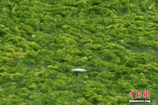 青島東部遭滸苔入侵 大片綠潮似草原