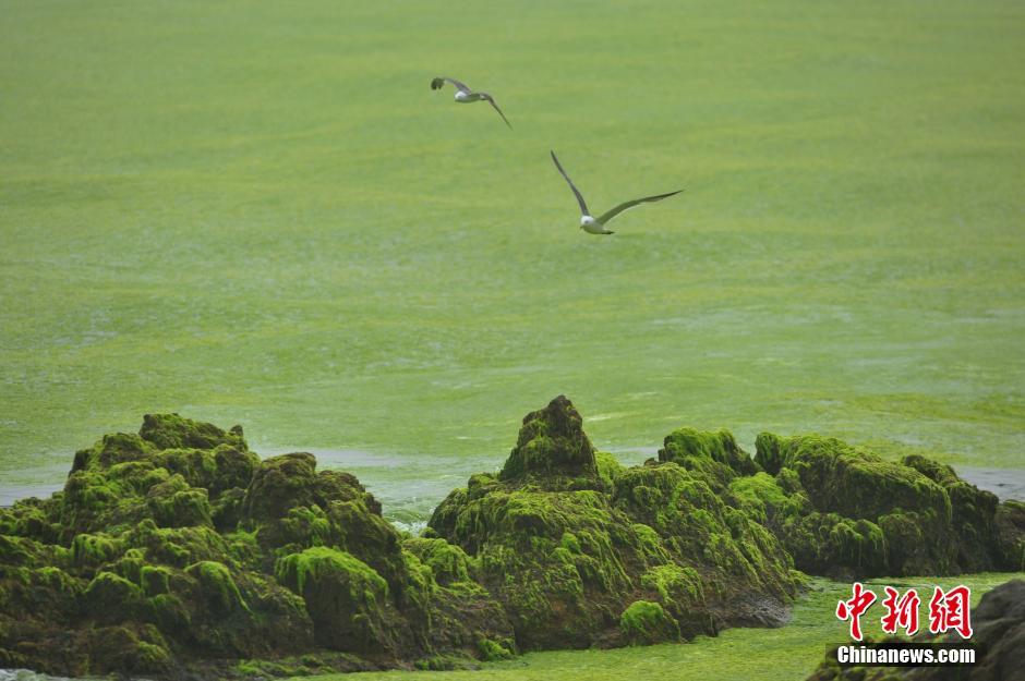 青岛东部遭浒苔入侵 大片绿潮似草原-国际在线