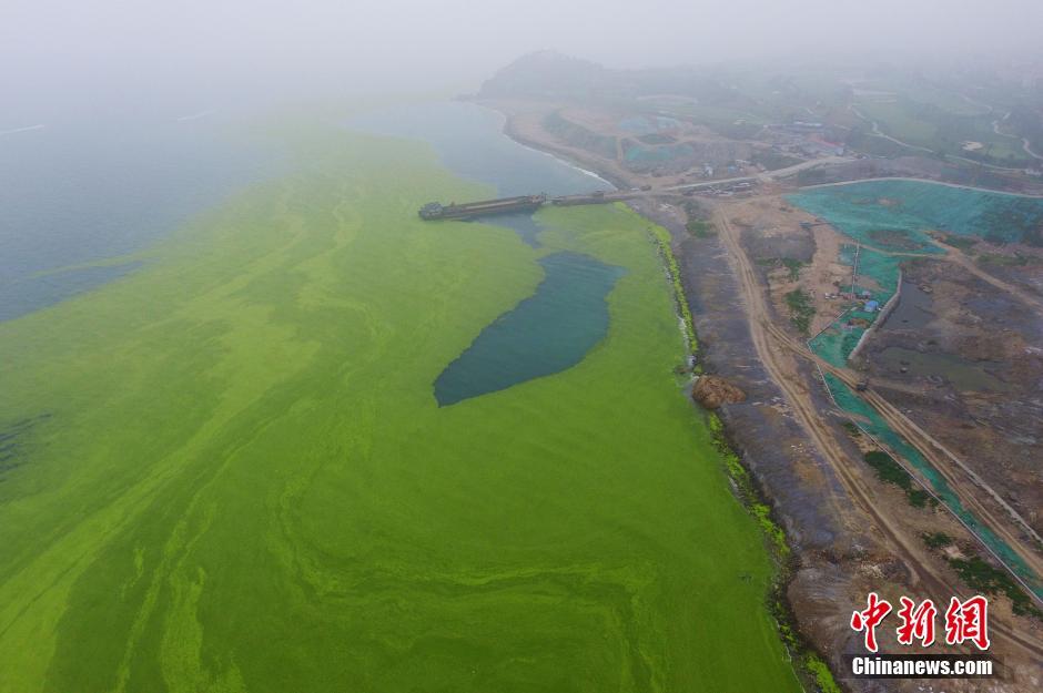 青岛东部遭浒苔入侵 大片绿潮似草原-国际在线