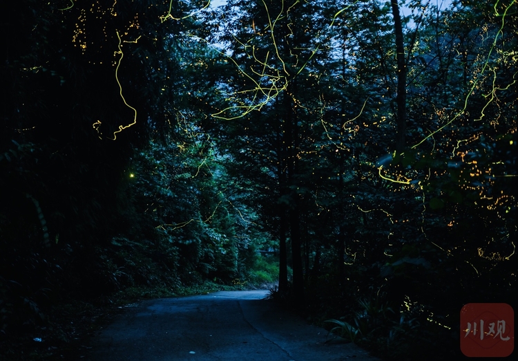 （转载）流萤点点 灿若繁星 探寻大邑山中萤火虫秘境