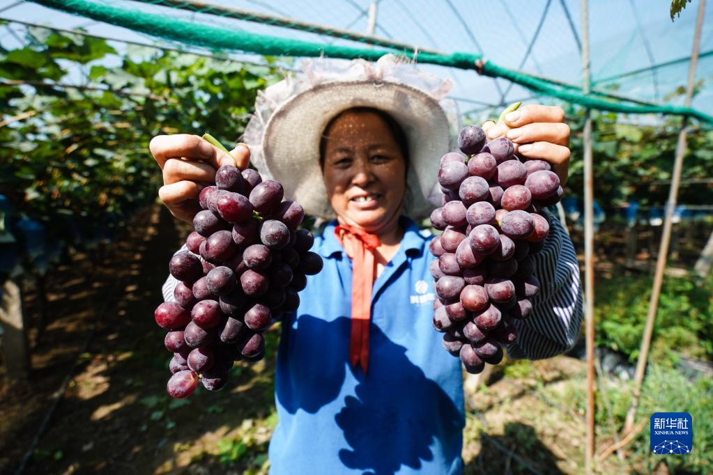 江苏靖江：葡萄熟了