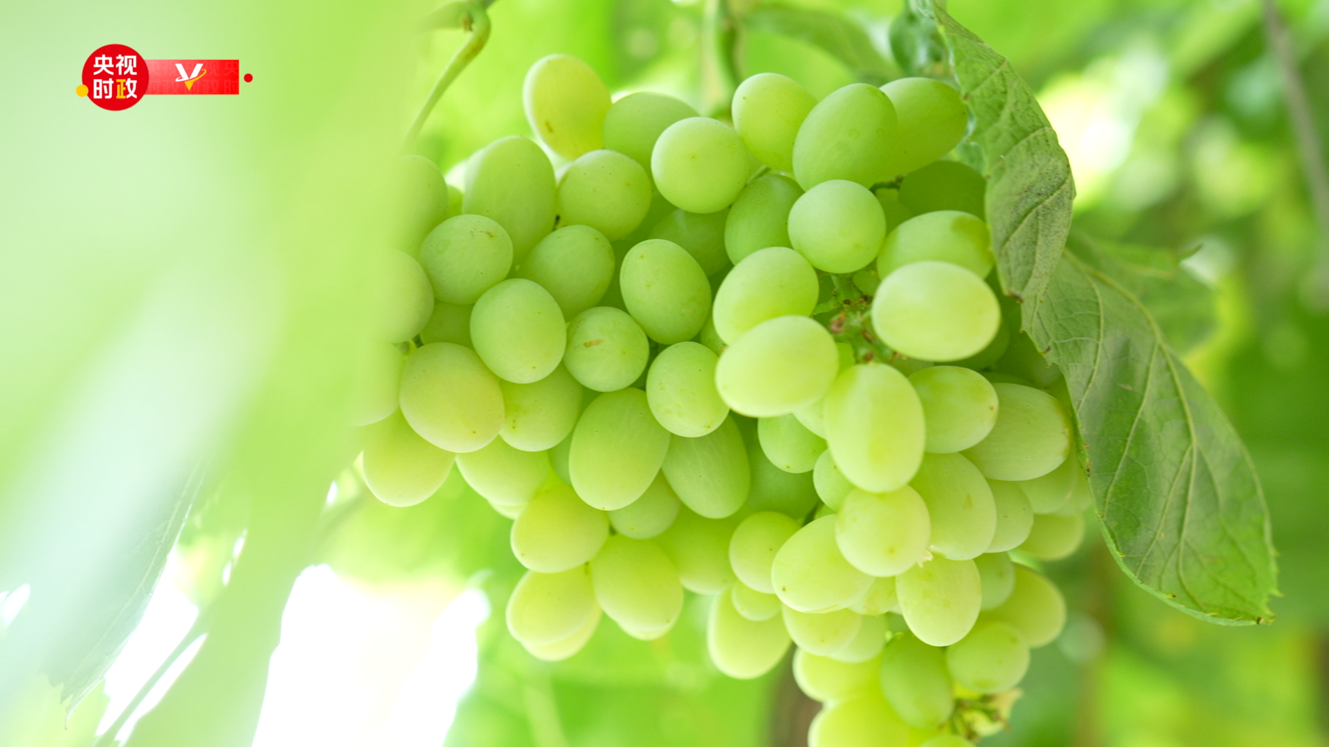 习近平新疆行丨葡萄引路经济增速走进吐鲁番葡萄沟