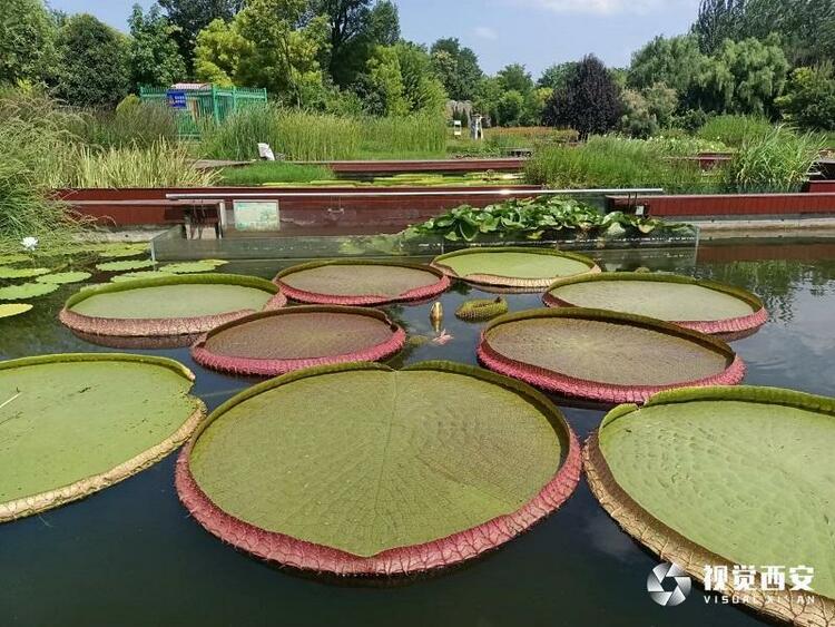 西安植物园王莲叶盘似扁舟 吸引众多市民观赏打卡