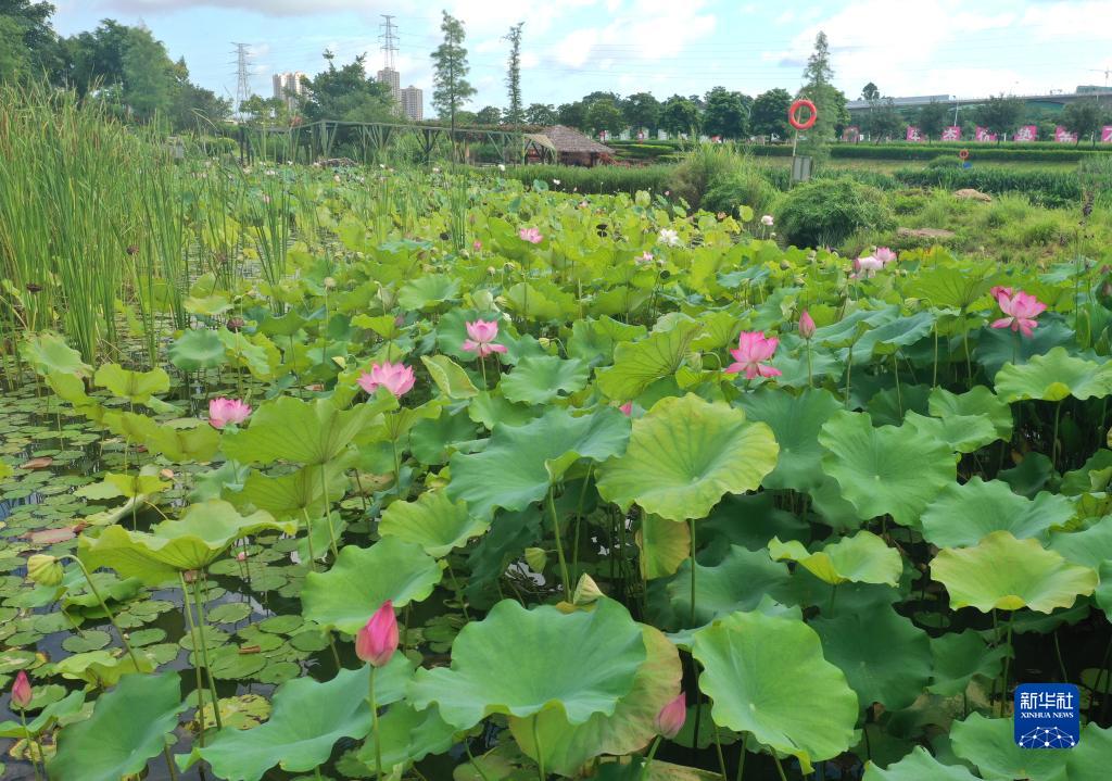 廣西南寧：夏日濕地競芳菲