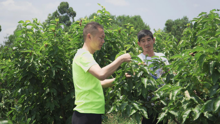 乐山犍为：农业人才返乡创业 描绘乡村振兴美丽画卷_fororder_图片3