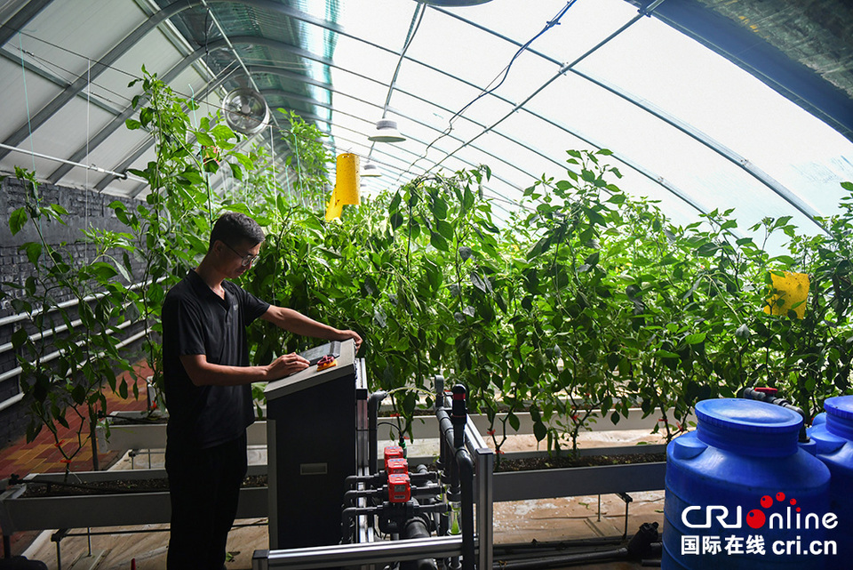 【小镜头•大变迁】蔬菜大棚里的“新农人”_fororder_7.JPG