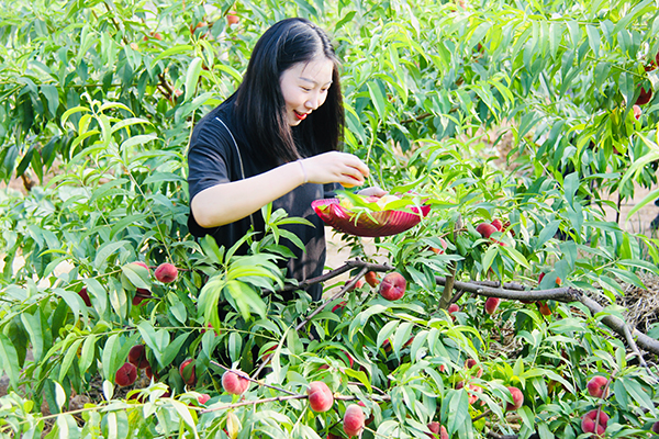 广元剑阁：“蟠”望有你 “桃”你喜欢_fororder_采摘现场