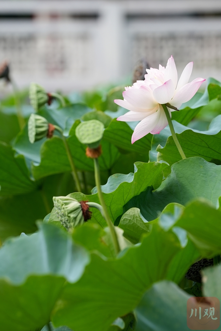 (转载)夏意正浓·成都赏荷好去处① | 闹市十亩荷