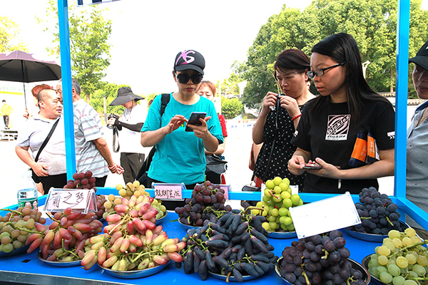 自贡市自流井区荣边镇葡萄采摘节开幕